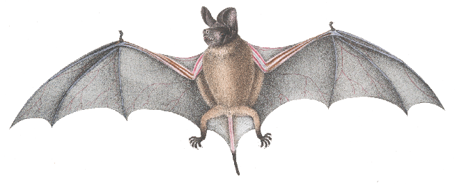 Wrinkle-lipped free-tailed bat