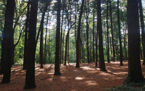 pine trees in a forest