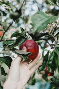 Take the family Apple or Pumpkin Picking near Staten Island New York City 2019